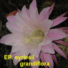 EP. eyriesii grandiflora.4.2.jpg 
